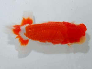 紫錦会 東関脇 足立正利 品川 紫錦会 東関脇 足立正利 品川