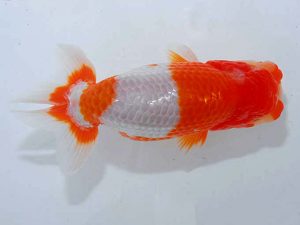 紫錦会 西関脇 菅原康夫 池上 紫錦会 西関脇 菅原康夫 池上