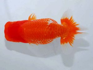 紫錦会 東小結 菅原康夫 池上 紫錦会 東小結 菅原康夫 池上