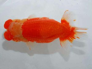 紫錦会 東大関 白石友太朗 蒲田 紫錦会 東大関 白石友太朗 蒲田