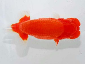 紫錦会 西大関 物部光宏 三崎 紫錦会 西大関 物部光宏 三崎