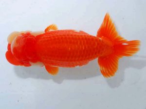 紫錦会 取締一 浅尾富夫 鎌倉 紫錦会 取締一 浅尾富夫 鎌倉