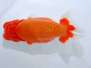 紫錦会 取締二 漆畑 元 川崎 紫錦会 取締二 漆畑 元 川崎