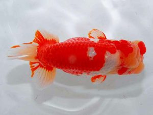 紫錦会 東大関 物部光宏 三崎 紫錦会 東大関 物部光宏 三崎