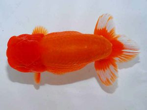 紫錦会 西大関 小串章生 横浜 紫錦会 西大関 小串章生 横浜