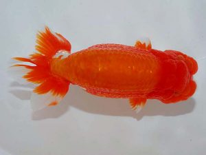 紫錦会 立行司 栗原健二 藤沢 紫錦会 立行司 栗原健二 藤沢