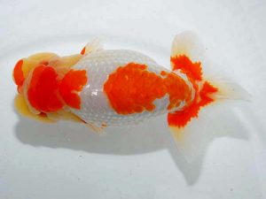 紫錦会 取締一 小串章生 横浜 紫錦会 取締一 小串章生 横浜