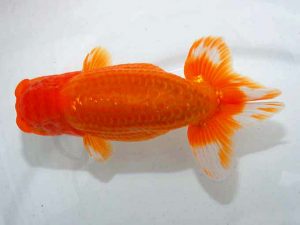 紫錦会 取締二 小串章生 横浜 紫錦会 取締二 小串章生 横浜