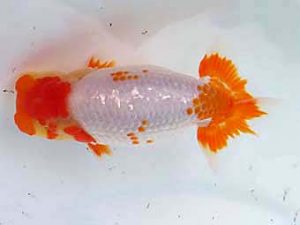 玉野錦鱗会　一席　児島輝勝　玉野市