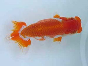 玉野錦鱗会 五席　浮森正樹　倉敷市