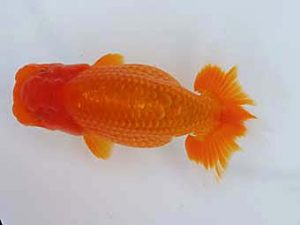 玉野錦鱗会　六席　難波　正　玉野市