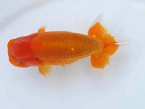 玉野錦鱗会 一席　森下太郎　広島市