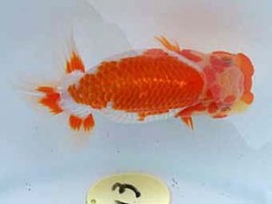 玉野錦鱗会 二席　福原　稔　玉野市