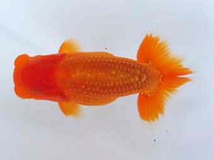 玉野錦鱗会 三席　高尾昌幸　倉敷市