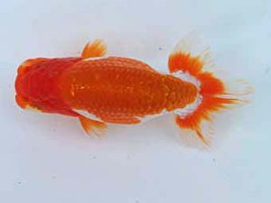 玉野錦鱗会 四席　岡本　茂　倉敷市