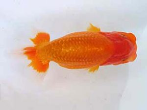 玉野錦鱗会 五席　宮崎　豊　倉敷市