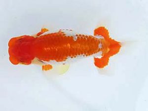 玉野錦鱗会　三席　末永靖起　浅口市