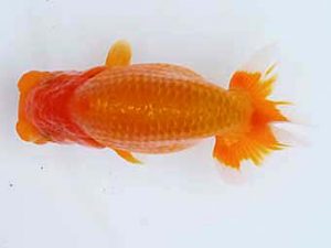 玉野錦鱗会　五席　田中茂規　玉野市