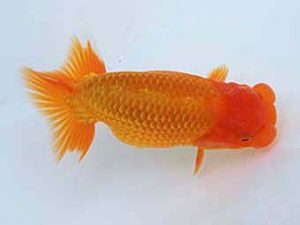 玉野錦鱗会 一席　高尾昌幸　倉敷市