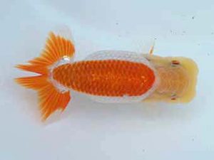 玉野錦鱗会 二席　鈴木美花　倉敷市