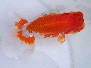 玉野錦鱗会　一席　岩下孝広　尾道市