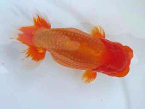 玉野錦鱗会　二席　田中茂規　玉野市