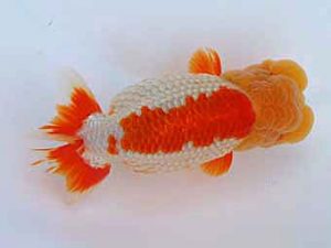 玉野錦鱗会　三席　福原　稔　玉野市