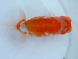 玉野錦鱗会　四席　大熊正人　倉敷市