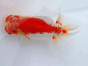 玉野錦鱗会　五席　鈴木美花　倉敷市