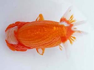 玉野錦鱗会　一席　鈴木美花　倉敷市