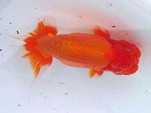 玉野錦鱗会　二席　浮森正樹　倉敷市