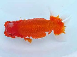 玉野錦鱗会　三席　森分陵司　広島市