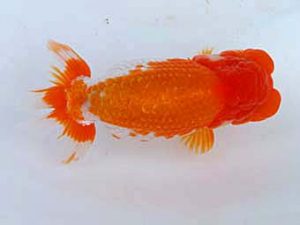 玉野錦鱗会　四席　田中茂規　玉野市