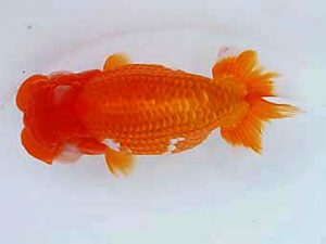 玉野錦鱗会　五席　角野和弘　尾道市