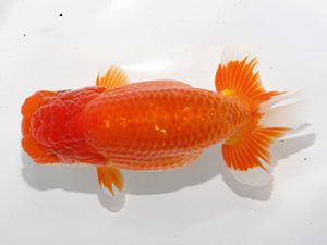 津島愛錦クラブ　東大関　伊藤孝広　犬山市 