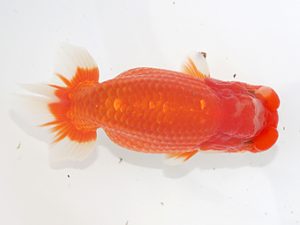 津島愛錦クラブ　西大関　山口広隆　津市