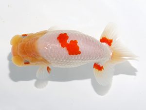 津島愛錦クラブ　取締一　渡辺　敦　犬山市