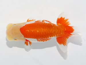 津島愛錦クラブ　取締二　山田重夫　愛西市