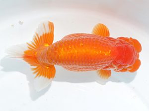 津島愛錦クラブ　東大関　山下秀保　南知多町