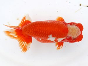 津島愛錦クラブ　西大関　川口敦司　稲沢市