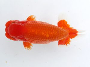 津島愛錦クラブ　立行司　渡邉昭彦　養老町