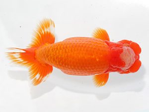 津島愛錦クラブ　取締一　川口敦司　稲沢市