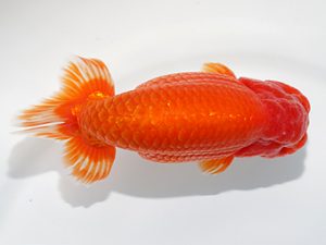 津島愛錦クラブ　取締二　立松大介　津島市