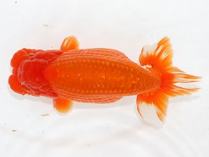 津島愛錦クラブ　立行司　山口広隆　津市