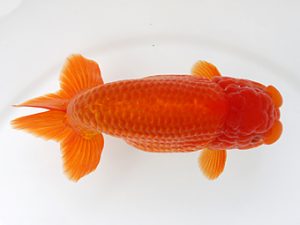 津島愛錦クラブ　取締一　石丸満春　愛西市