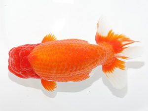 津島愛錦クラブ　取締二　立松大介　津島市