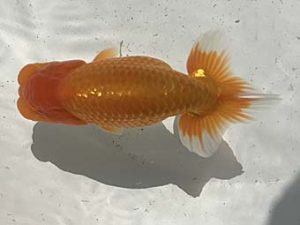 若葉会　東大関　疋田秀雄