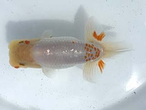 若葉会　立行司　中川元吉