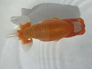 若葉会　取締一　金　敏幸