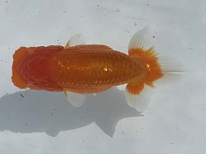 若葉会　取締二　八木博明